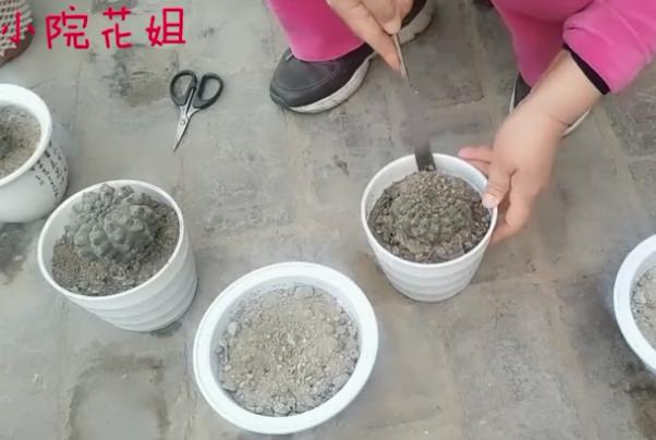 怎么给花换花盆,怎么给花换新盆