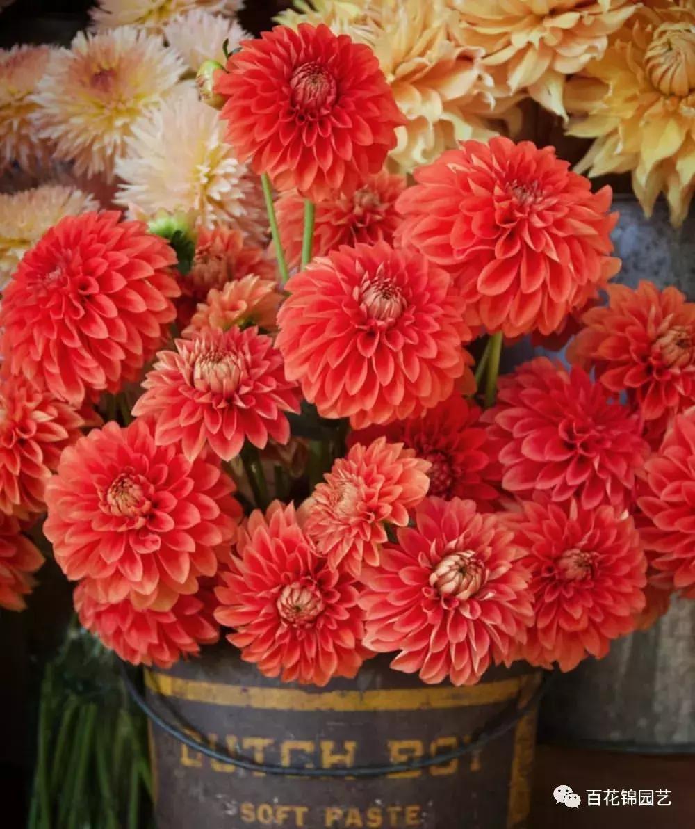 小丽花怎么盆栽,小丽花春季花期烂根怎么办