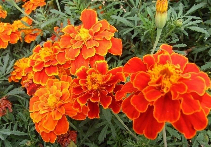 孔雀草的害处,孔雀草好养吗