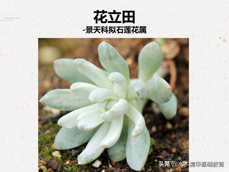 梦幻女王多肉植物百科图谱,原产地多肉植物图谱pdf