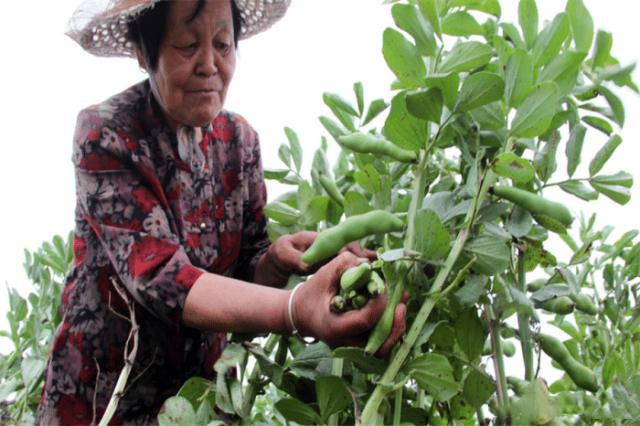蚕豆的种植技术和方法,种植蚕豆过程300字