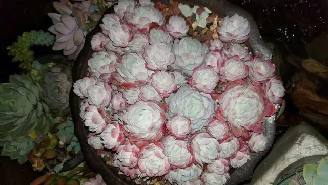 多肉冰梅和贝瑞哪个更容易出状态,多肉冰梅怎么养爆盆