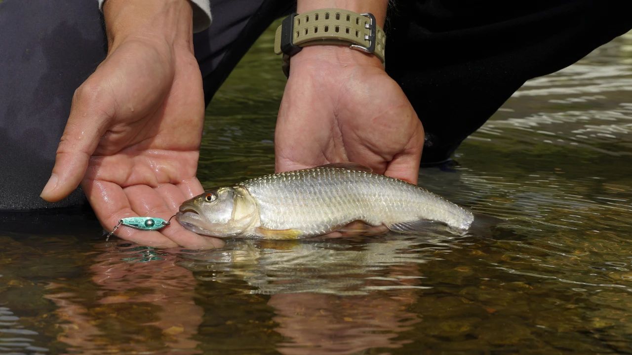 微物钓鱼vlog,蓝鲫微物