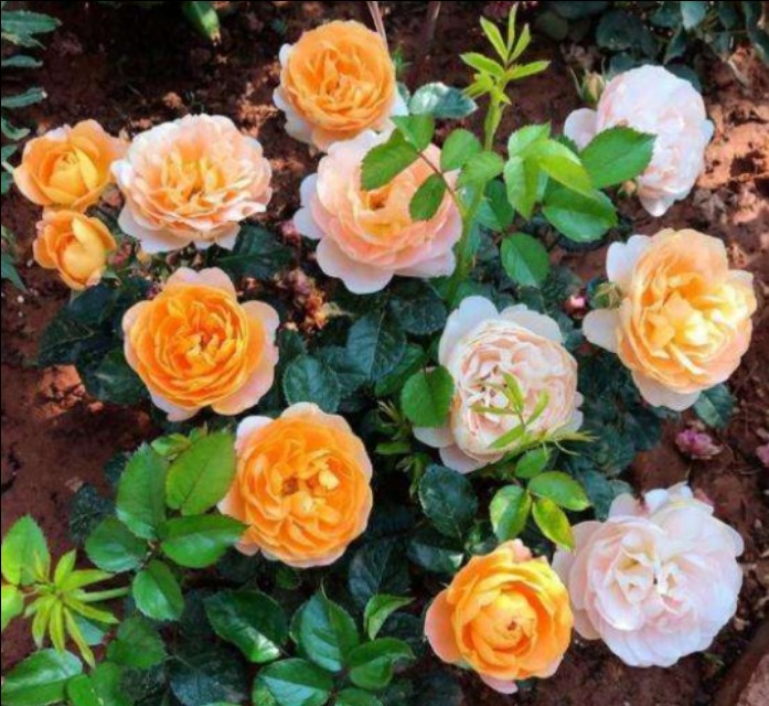 花中皇后月季花视频,小玫瑰月季怎么养护和管理