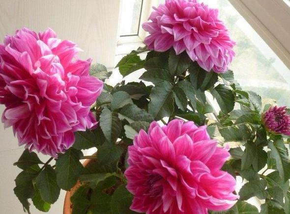 大丽花叶子发黄怎么急救,大丽花地栽以后黄叶