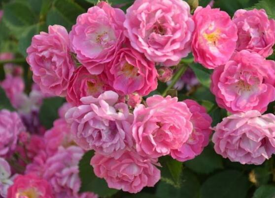 蔷薇怎么浇水好看,蔷薇花怎么浇水