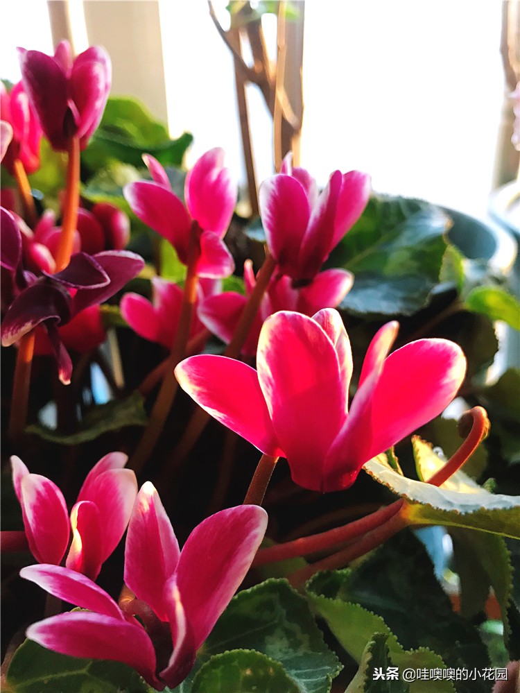 仙客来移盆倒伏的补救方法,仙客来花朵出现倒伏的原因