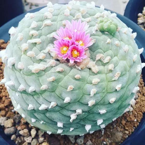 那些天价的植物,十大最值钱的植物