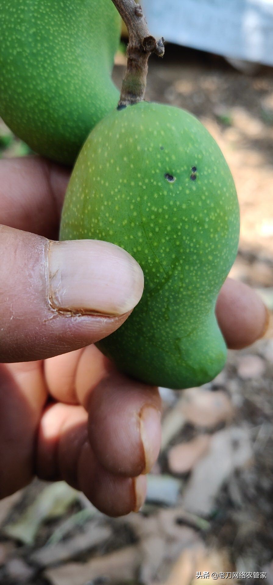 芒果炭疽病用什么杀菌剂效果好,芒果树叶炭疽病的症状及表现