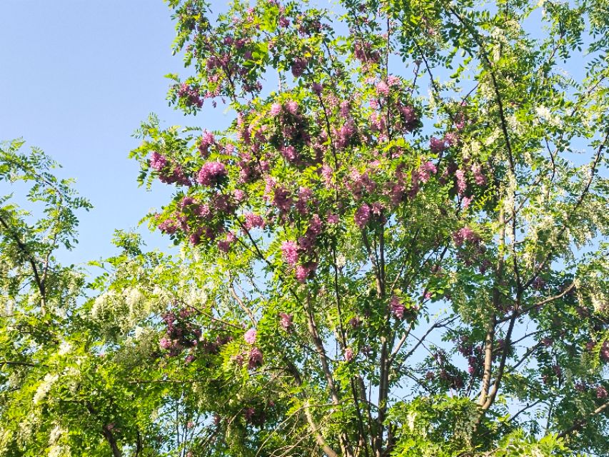 济南南部山区租个房子跟谁租,济南南部山区租一个别墅有吗