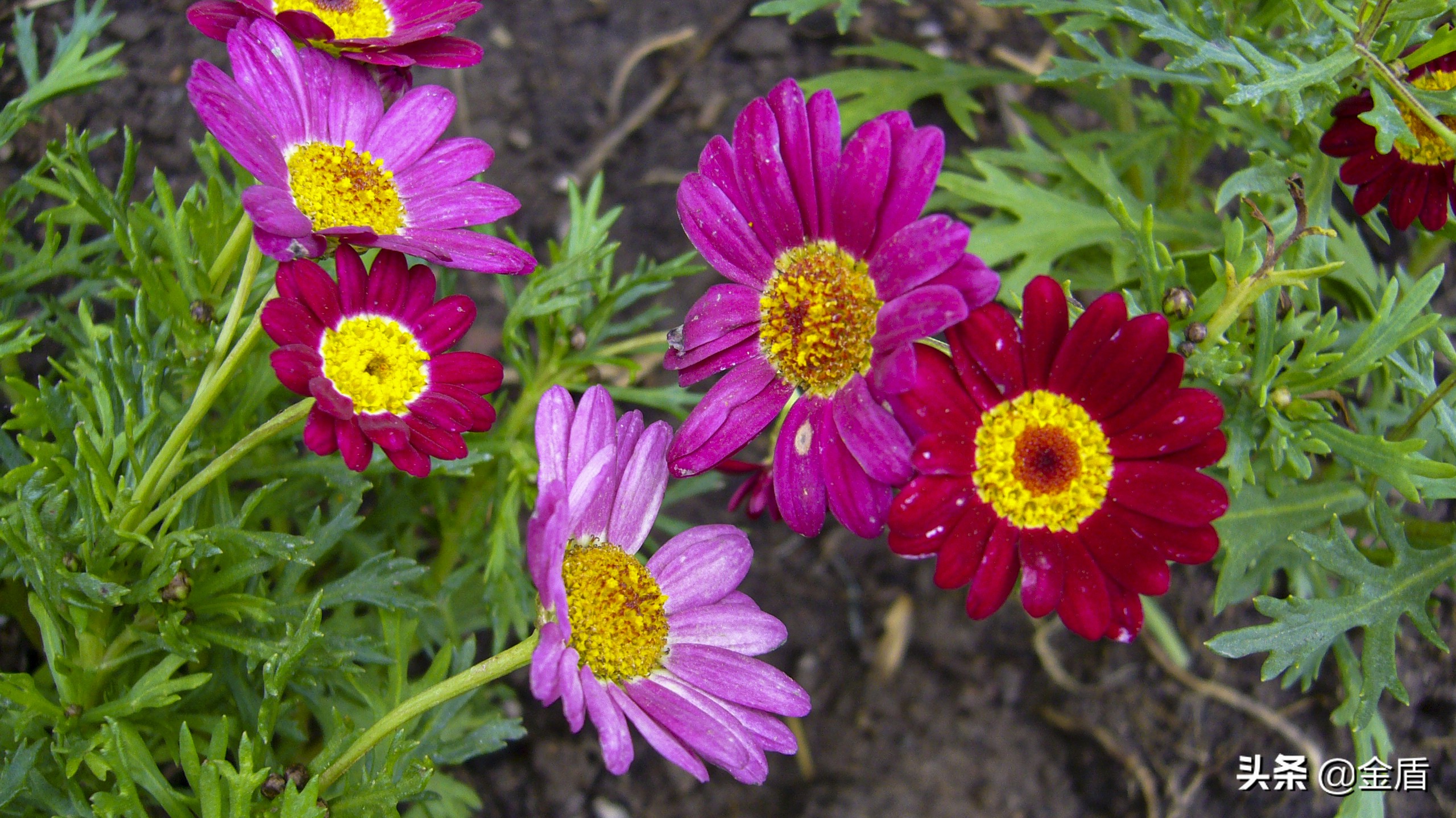 茼蒿花漂亮,木茼蒿花简介