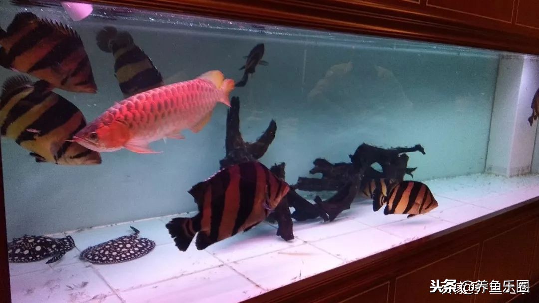 这位土豪家的渔场,光滤材就花了500多万,你确定不要见识一下?