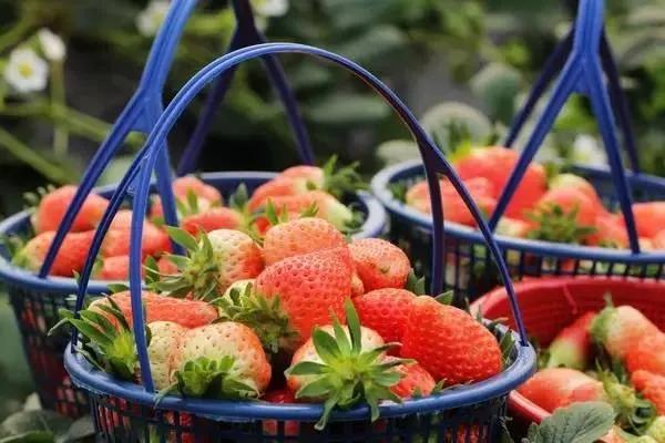 东丽区有发展吗,天津东丽区为什么没发展