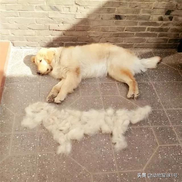 猫狗掉的毛可以织毛衣铲屎官：习惯就好