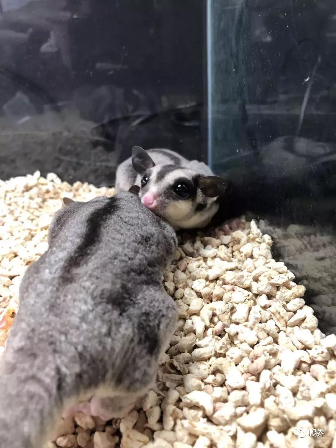 湛江爬宠店,深圳爬宠店在哪里