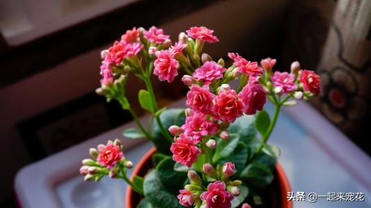 北方养的花杀虫小妙招,5-6月养花