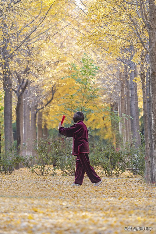 北京看银杏树林最好的地方,丰台区银杏林地址