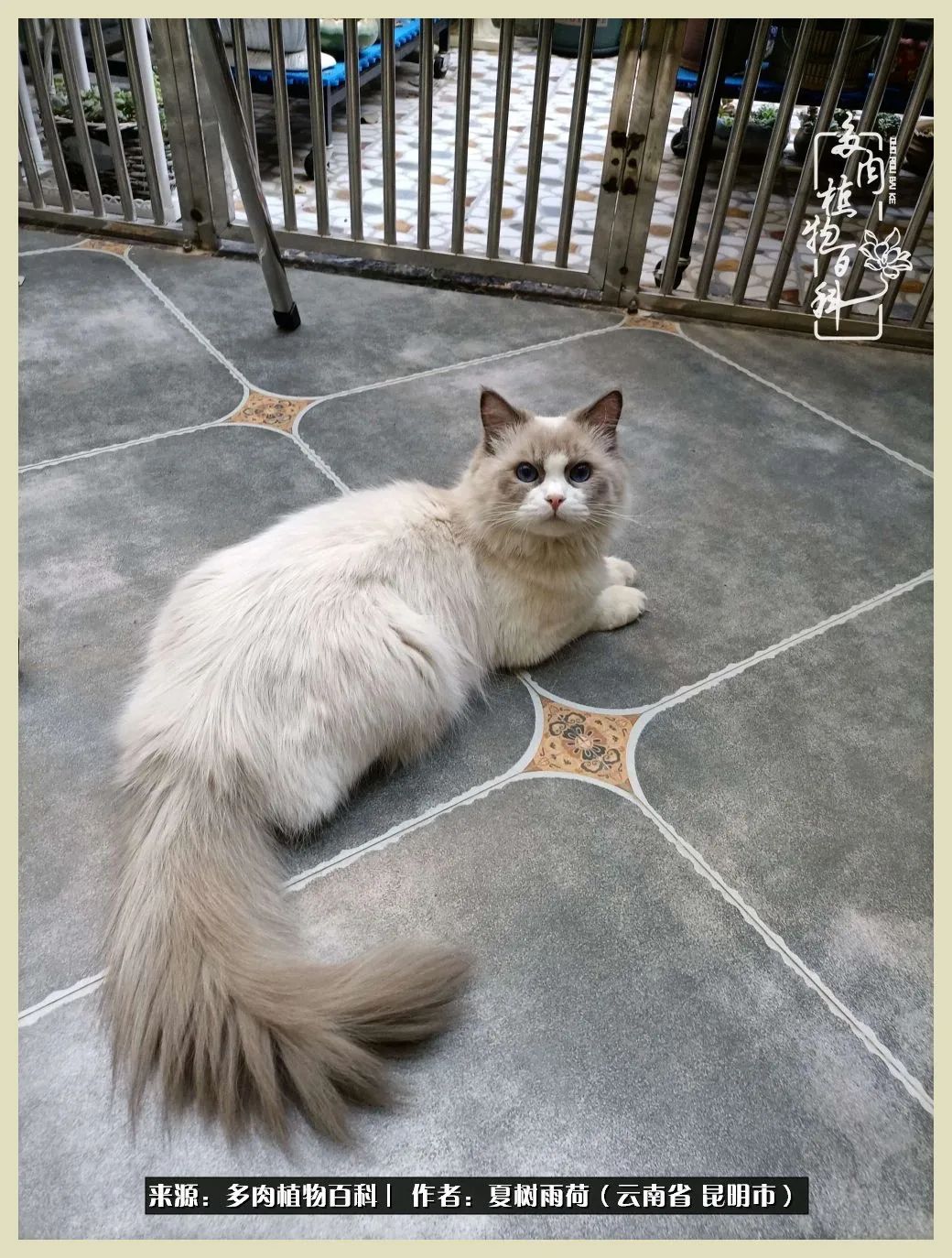 自从养了多肉有了窗台想要个阳台,养多肉10年多