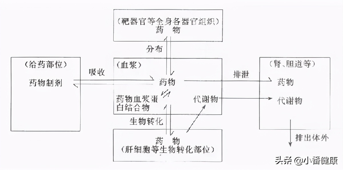 乙肝国产新药TQ-A3334，0.2至1.8毫克，安全可耐受