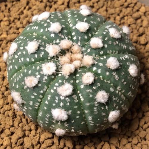 148个仙人球品种大全,100个仙人球品种