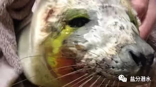 救助搁浅海洋动物,如果遇到海洋生物危险该怎么办