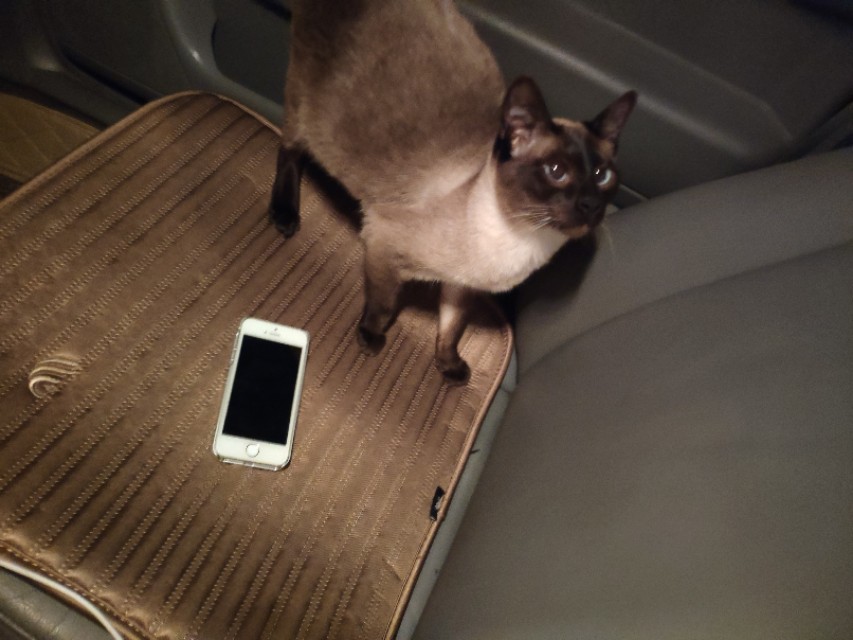 干货分享猫咪怀孕及生产护理攻略,写我第一次养猫的作文