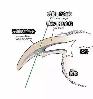 怎么样给泰迪剪指甲,给泰迪剪指甲的正确方法