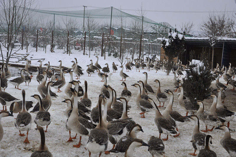 如果你在森林里遇见它你会怎么办,如果你在森林中遇见一头狼怎么办