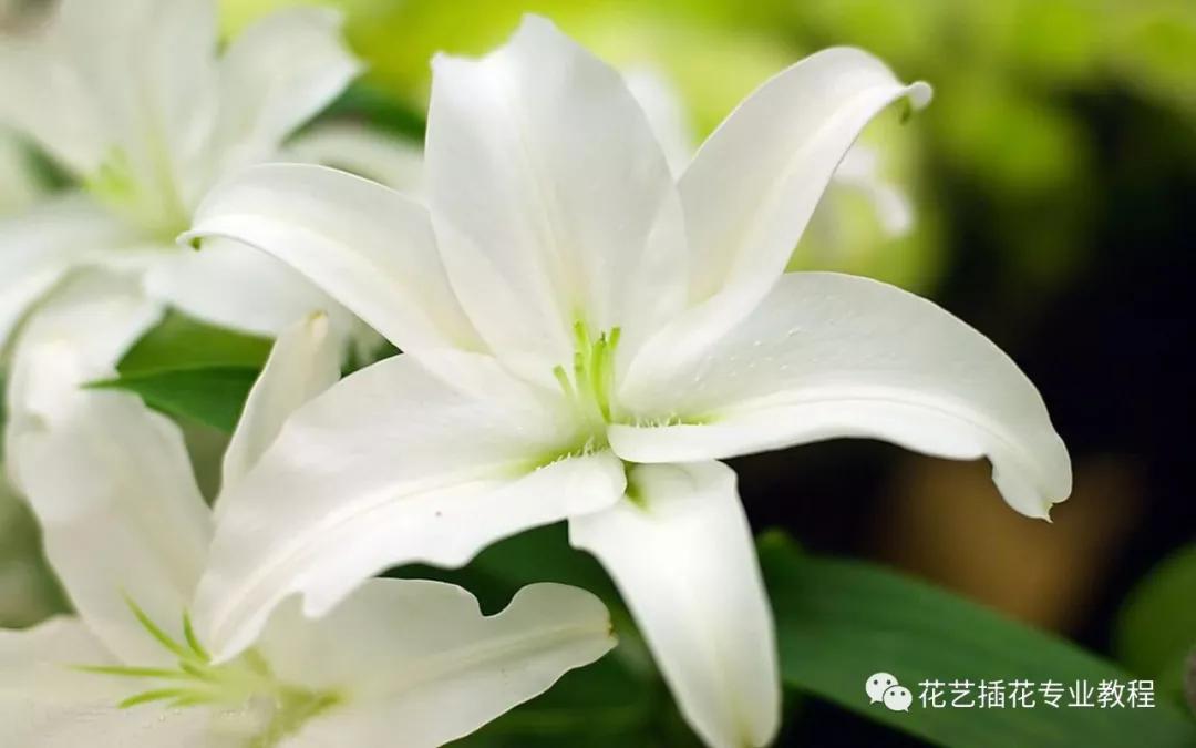 「花艺知识」50种常见花材的花语~（建议收藏）