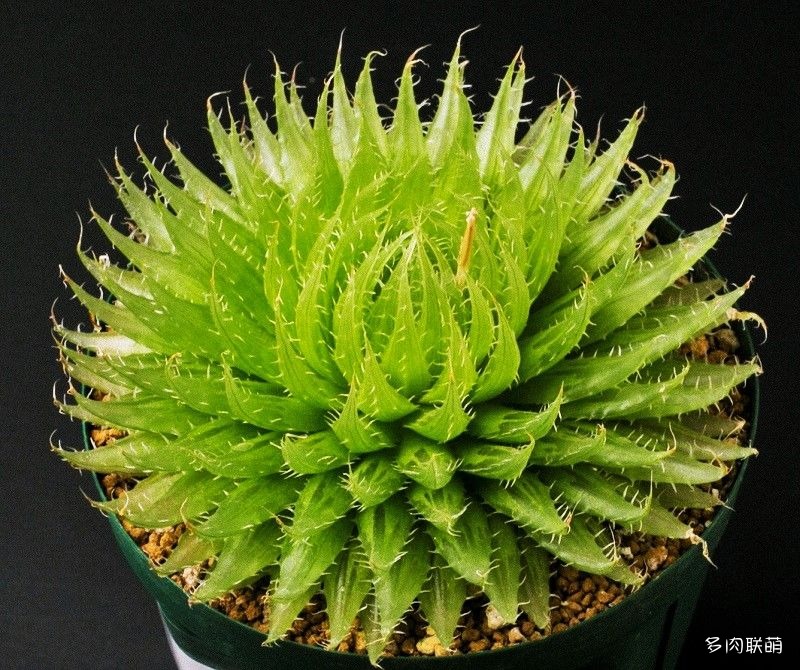 多肉玉露寿的品种图鉴,多肉植物欣赏