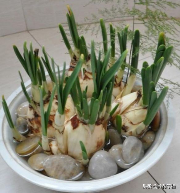如何养殖水仙花,又到了种水仙的季节