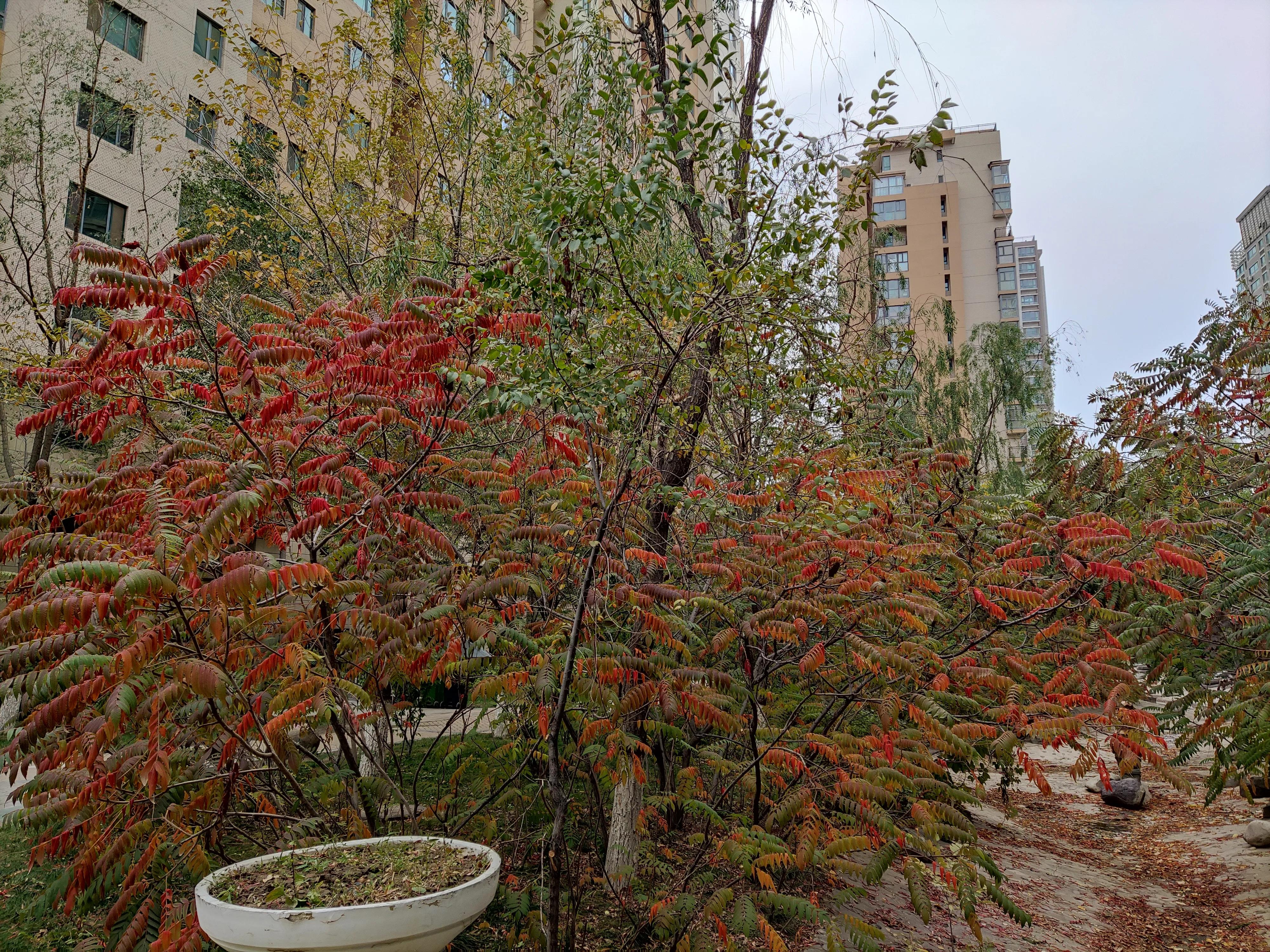 乌鲁木齐市南湖绿化广场附近小区,乌鲁木齐绿化最好的公园