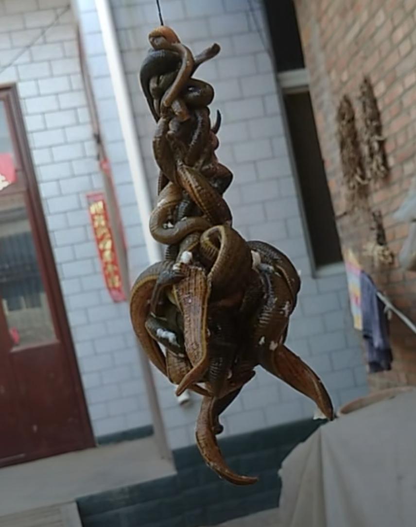 水蛭到底有多可怕,水蛭很可怕吗