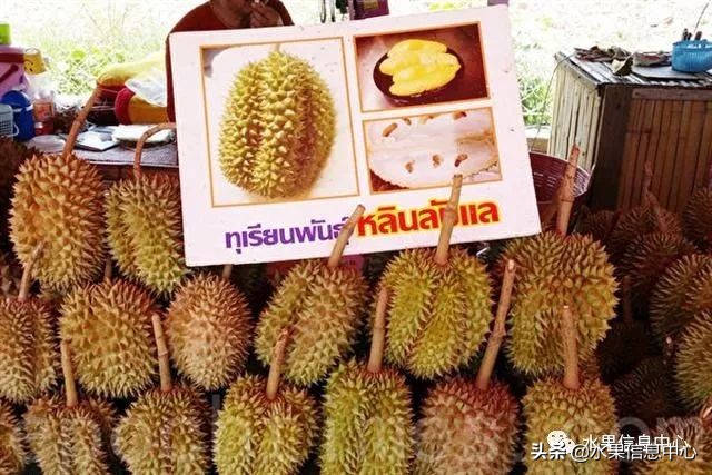 泰国最好的榴莲是什么榴莲,泰国榴莲与越南榴莲