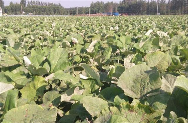 牛蒡的种植技术和产量,种牛蒡产量