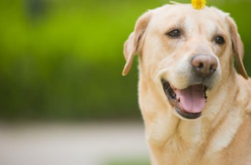 被狗咬到如何看出是否得了狂犬病,被自己的狗咬到会得狂犬病吗
