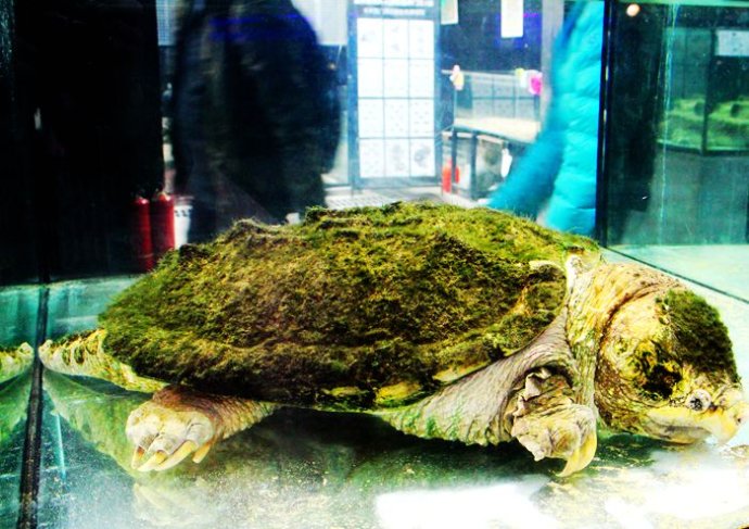 不同国家的凶猛鳄龟,真正的远古鳄龟