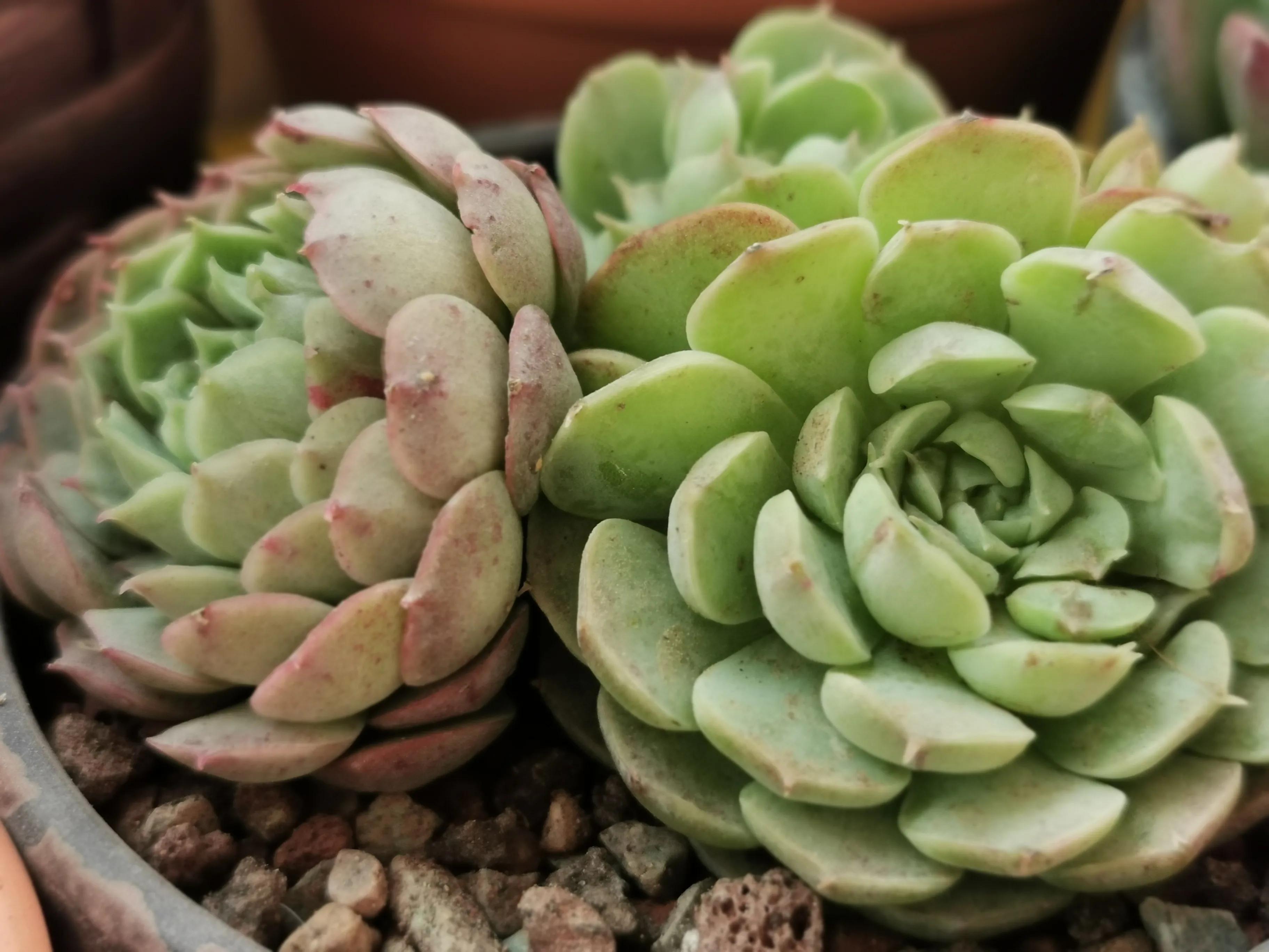 新购大单头多肉上盆,多肉品种大全大集合