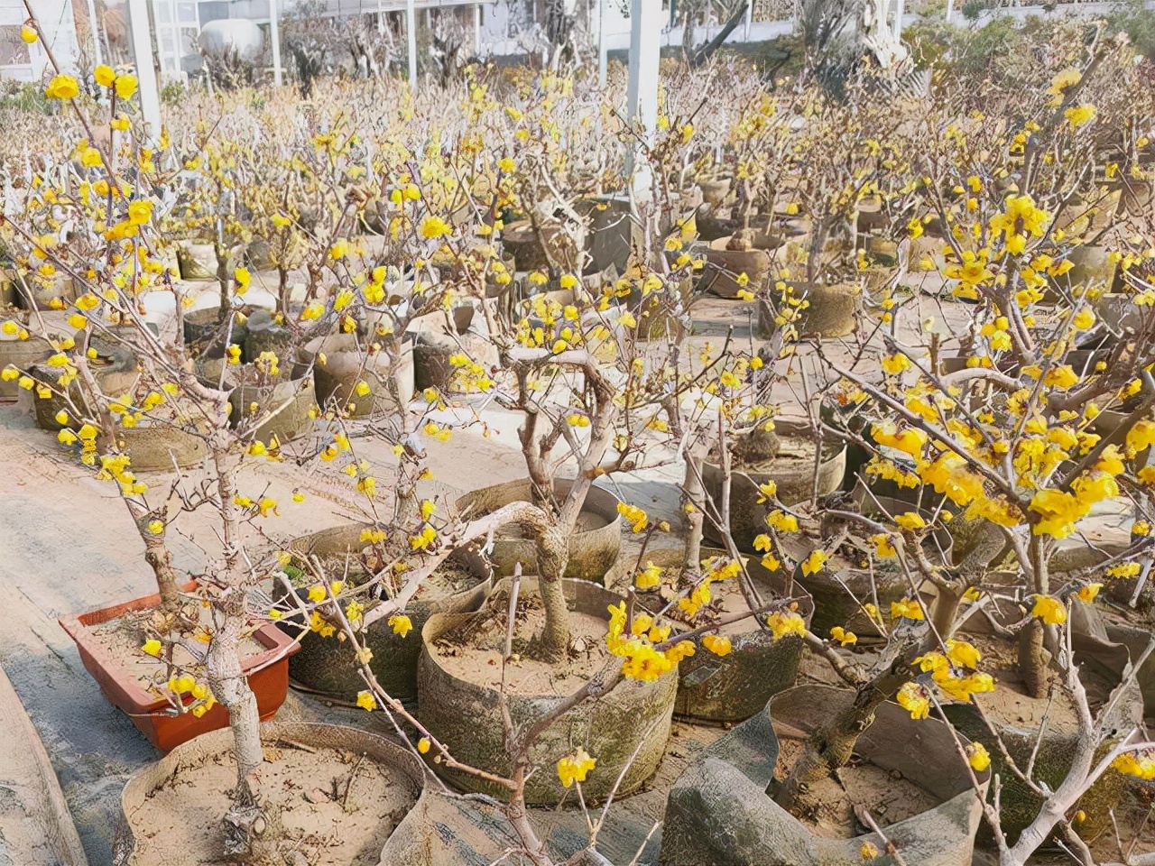 买花经验要牢记,网购花卉如何避坑