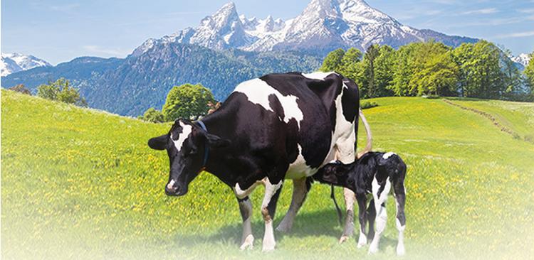 伊利金领冠系列奶粉怎样,伊利金领冠奶粉最好的是什么系列