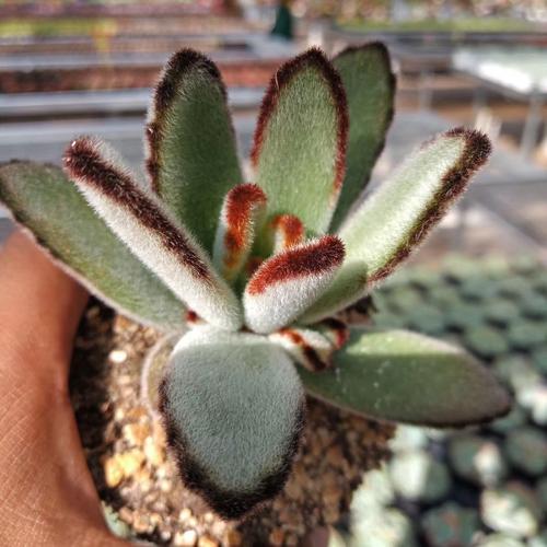 100种常见多肉植物图鉴收藏,1000种多肉植物图鉴及名字