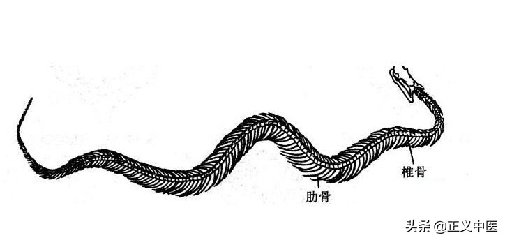 脾主运化的生理有什么表现,脾主四肢是什么意思