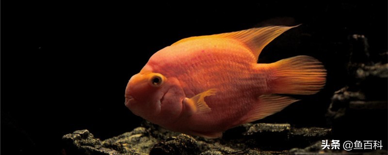 鹦鹉鱼不吃上浮鱼食怎么解决,鹦鹉鱼怎么喂鱼食才能不上浮