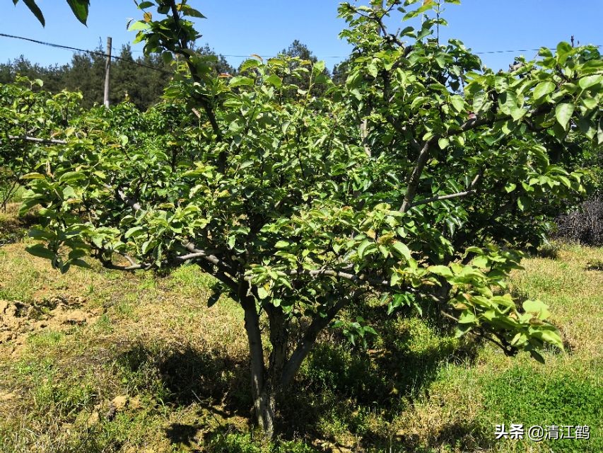 预防梨落果的方法,梨树防落果