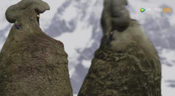 炸裂9.9,BBC再出神片,美得让人脸红