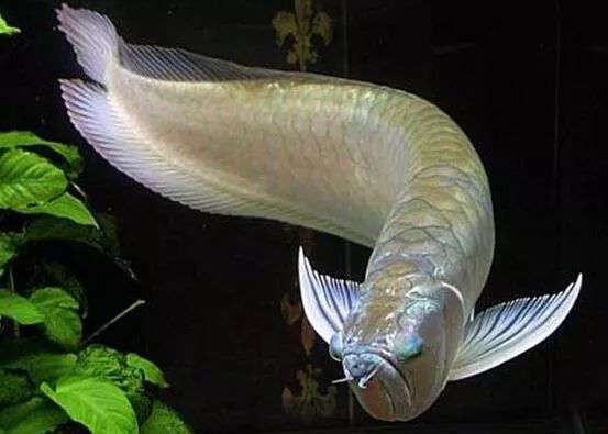 世界顶级淡水鱼大全,世界上顶级鱼类大全