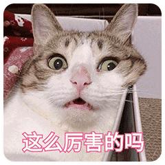 鸭血为什么叫打鸡血,鸡血鸭血有什么区别