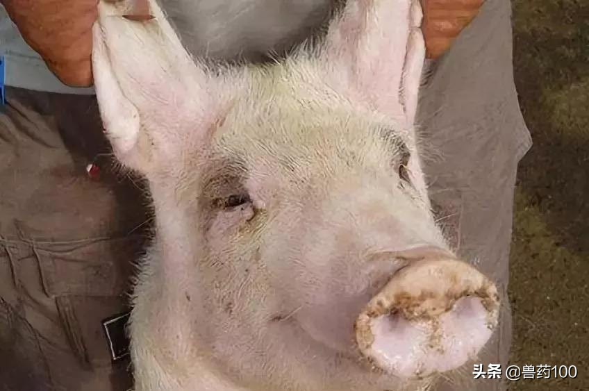 15种常见猪病及救命药物，知道的越多，养猪赚的越多