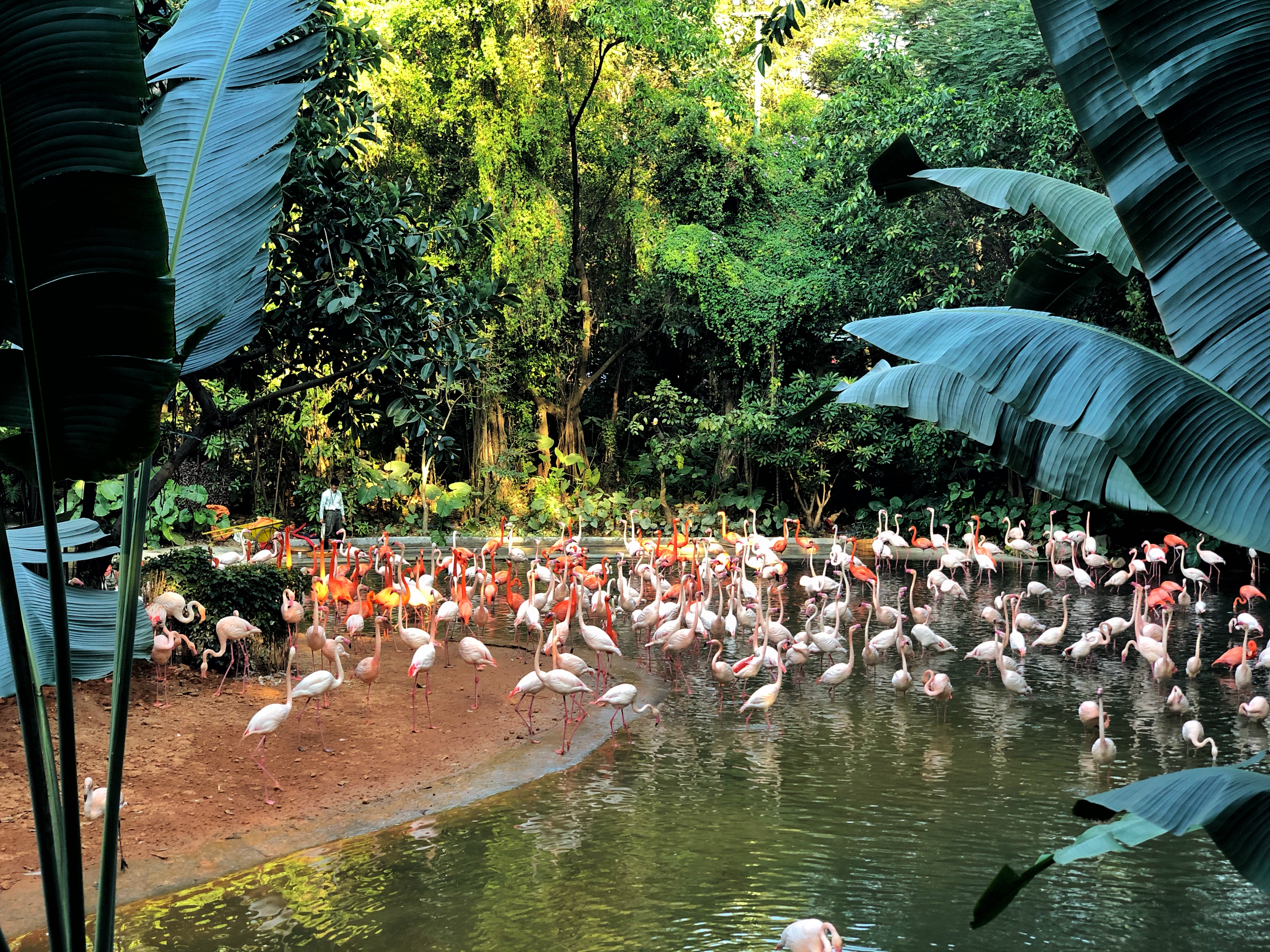 广州长隆游玩超详细亲子游攻略,史上最完整的广州长隆亲子游攻略