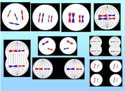 无性生殖到有性生殖的进化,无性繁殖和有性生殖的优点和缺点